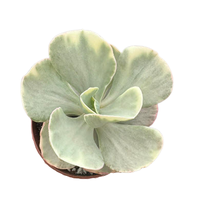 Chantilly Variegated